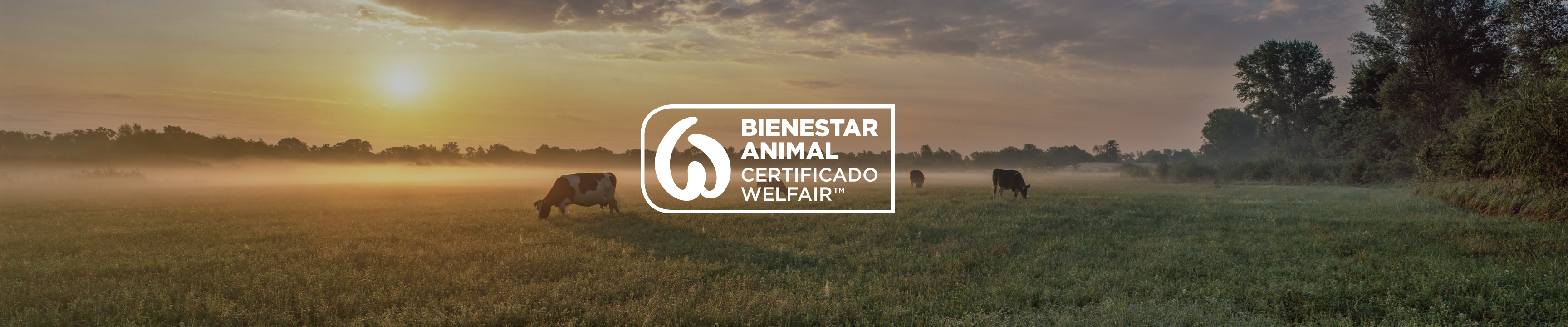 CERTIFICADO WELFAIR